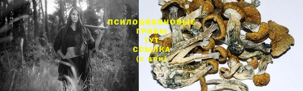 гидра Вязьма